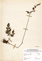 藏品(落新婦)的圖片